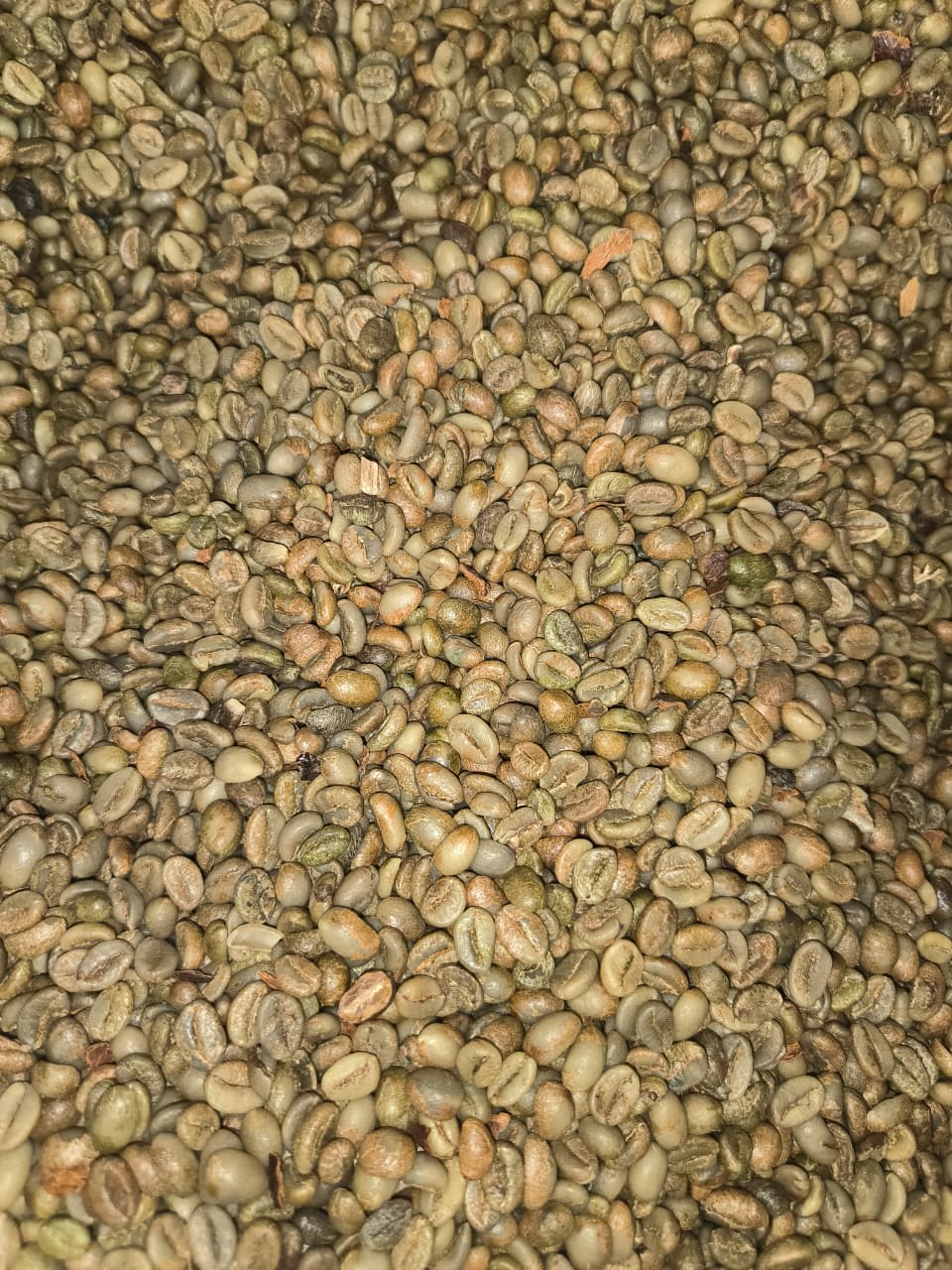 Temanggung Coffee Farm